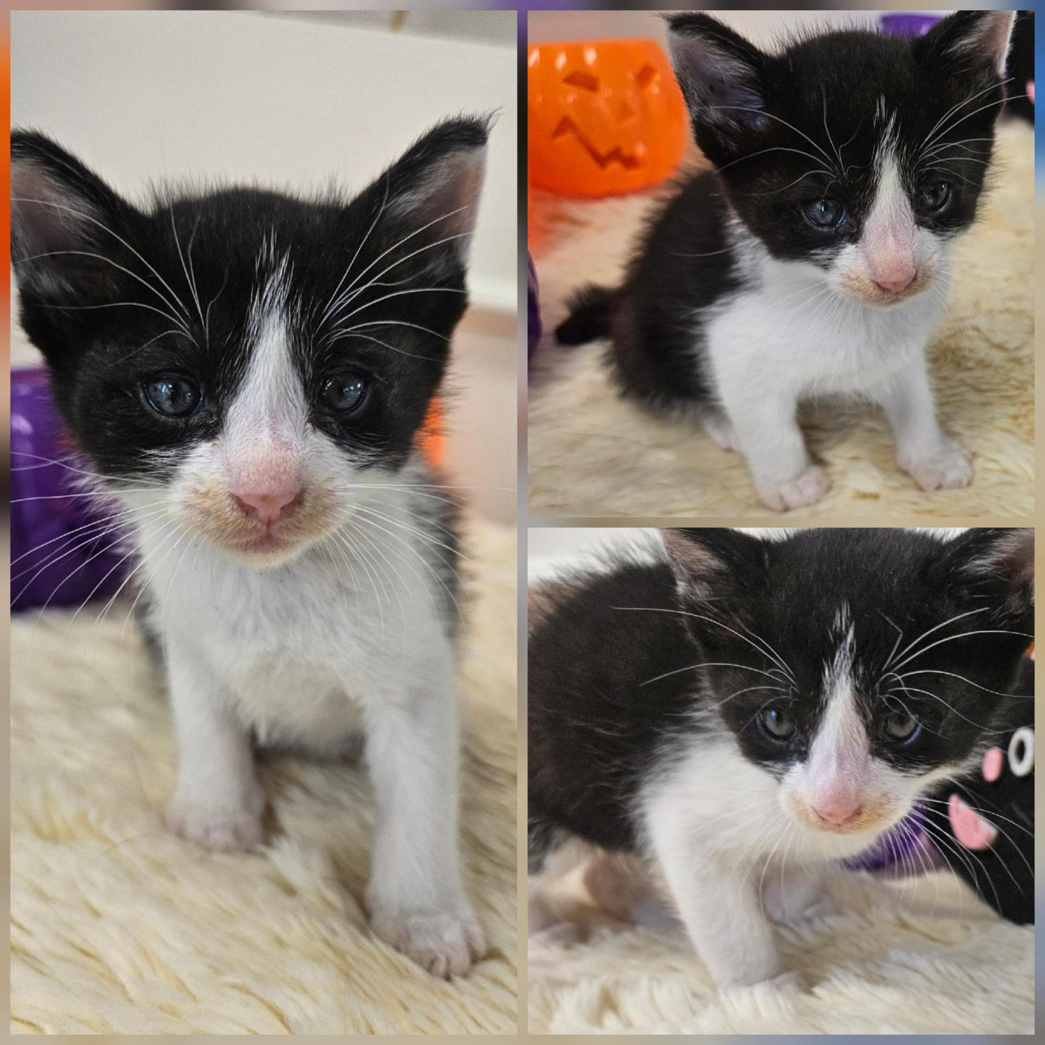 종료(자연사) 한국…